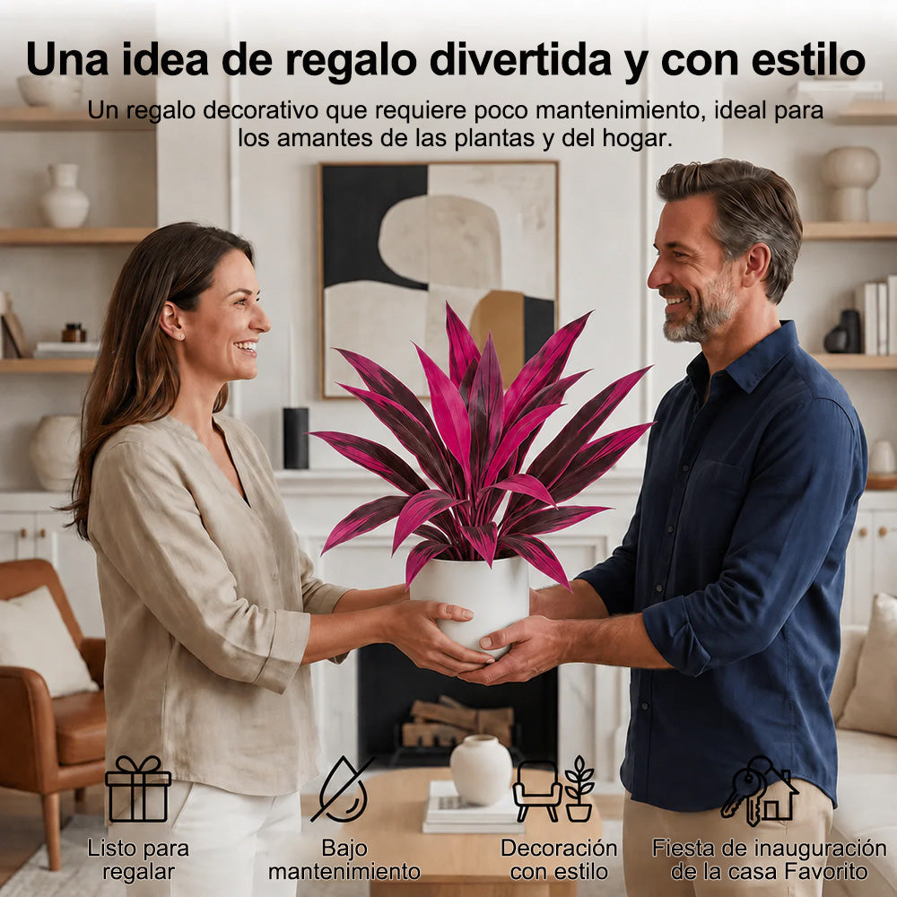 🎁 Dernier jour : -60 % sur les fougères de Boston et les dragonniers artificiels