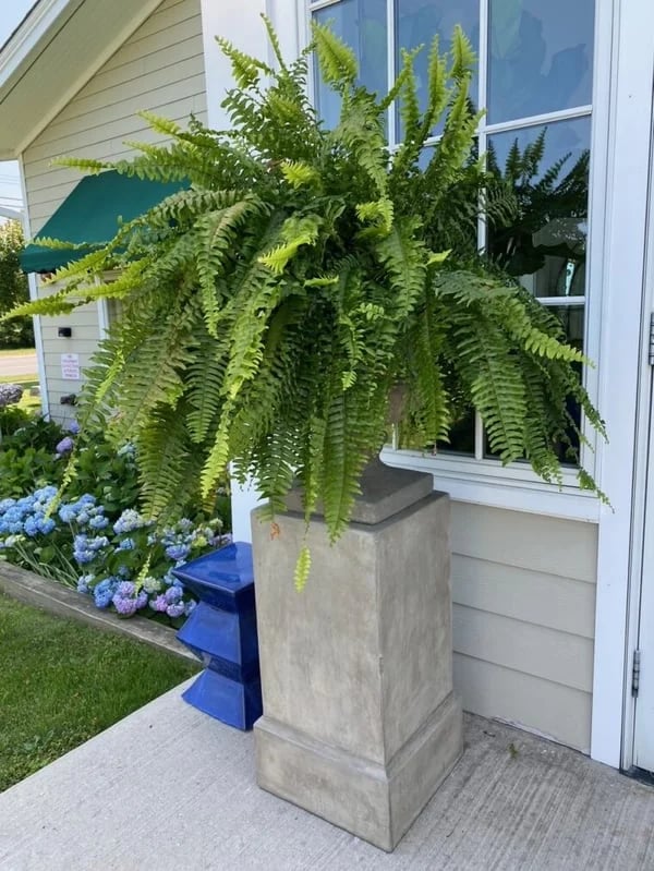 Last Day 75% OFF | UV Resistant Lifelike Artificial Boston Fern